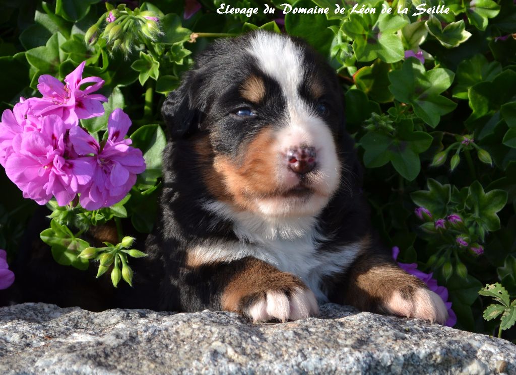 N'Sybel du Domaine de Léon de la seille