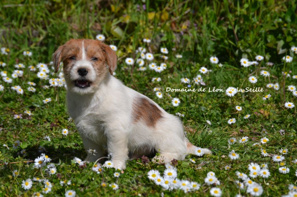 AMOUR DE MA VIE DU DOMAINE DE LEON DE LA SEILLE