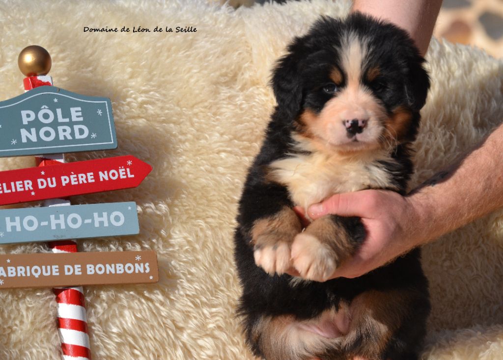 ARNAC DU DOMAINE DE LEON DE LA SEILLE