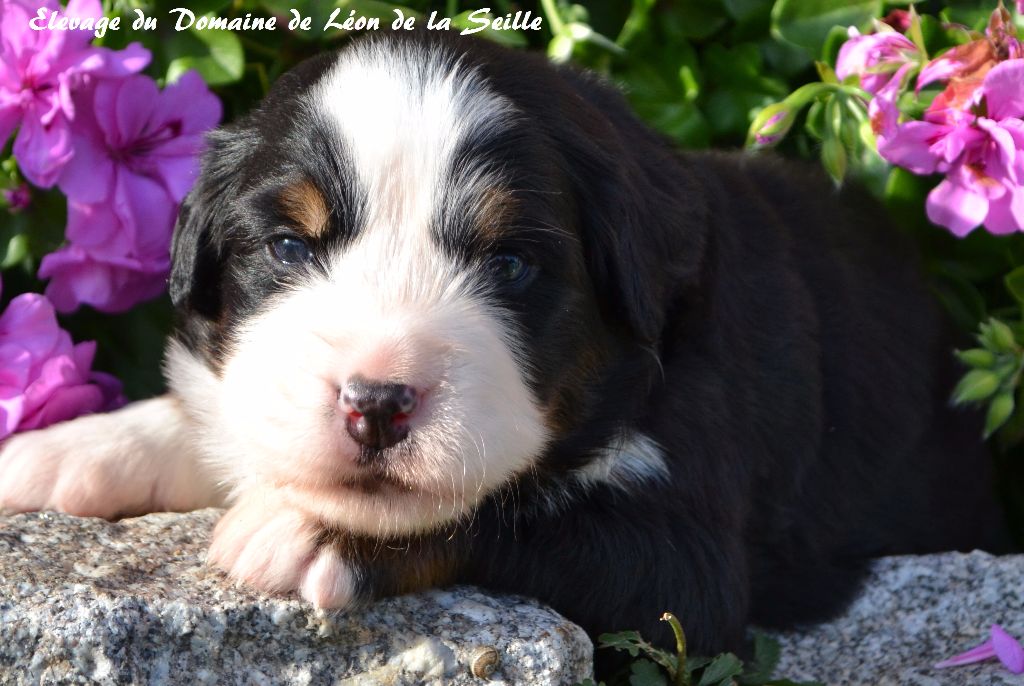 Naya du Domaine de Léon de la seille