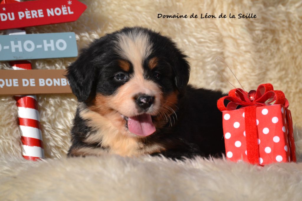 API DU DOMAINE DE LEON DE LA SEILLE