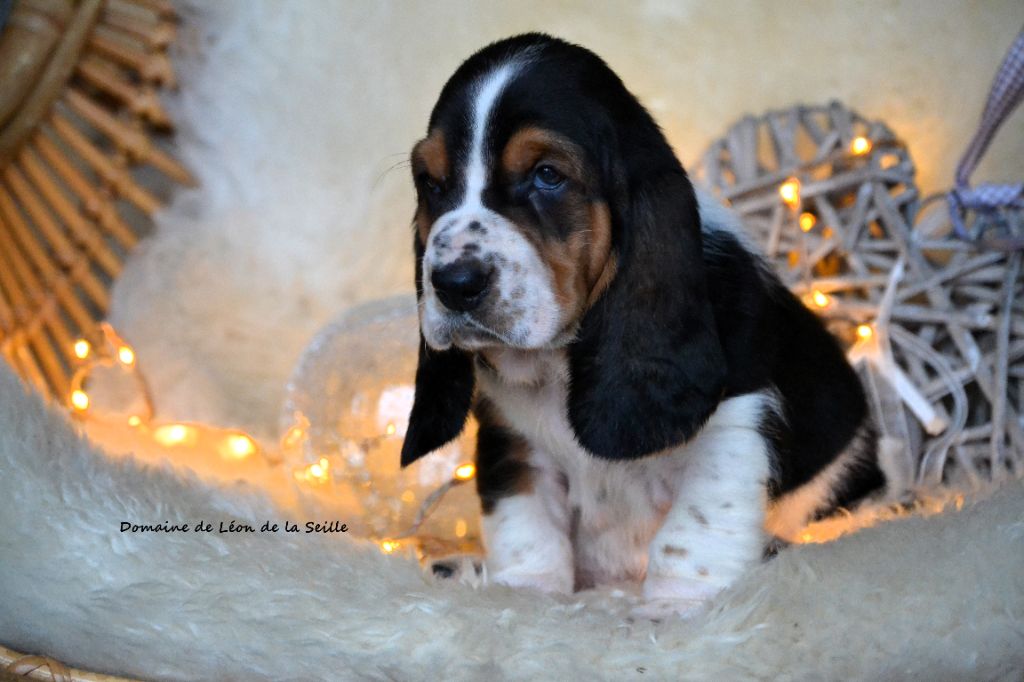 AUBIN DU DOMAINE DE LEON DE LA SEILLE