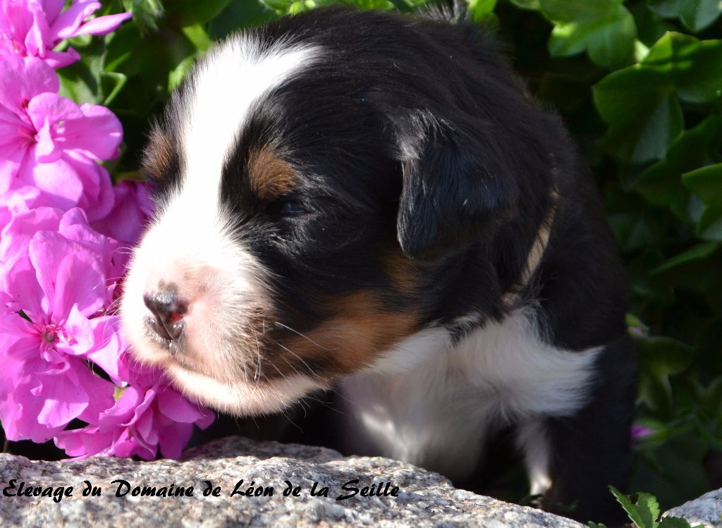 Nouky du Domaine de Léon de la seille