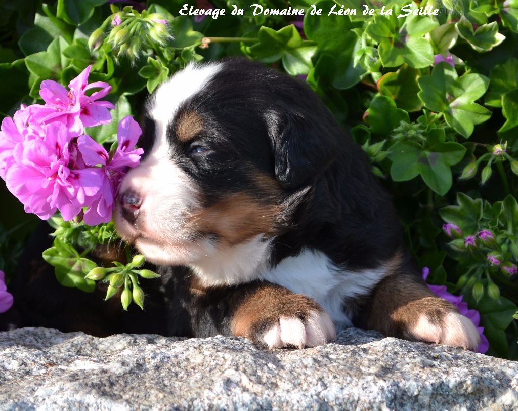 N'Sybel du Domaine de Léon de la seille