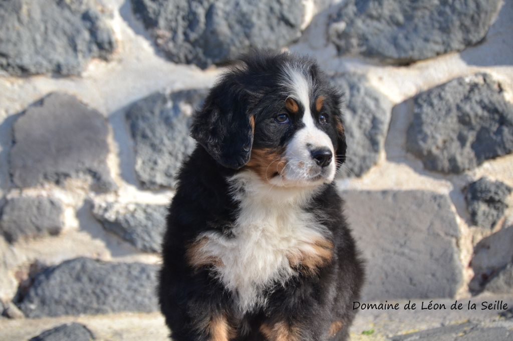 VULCANIA DU DOMAINE DE LEON DE LA SEILLE