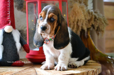 Les chiots de Basset Hound