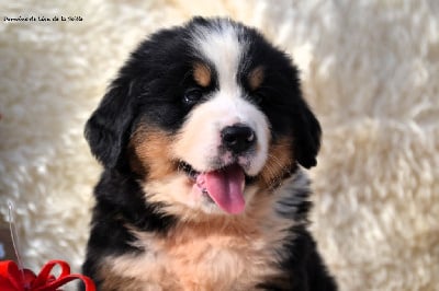 Les chiots de Bouvier Bernois