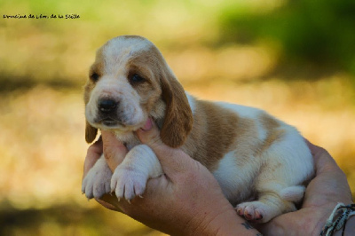 Les chiots de Basset Hound