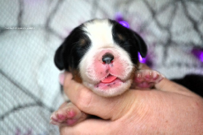 Les chiots de Bouvier Bernois