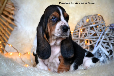 Les chiots de Basset Hound