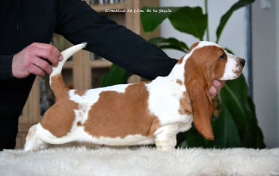 Les chiots de Basset Hound