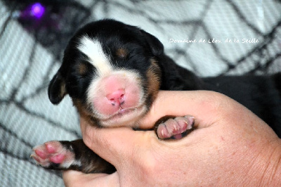 Les chiots de Bouvier Bernois