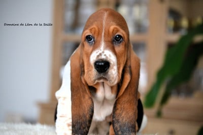 Les chiots de Basset Hound