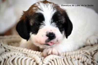 Les chiots de Jack Russell Terrier