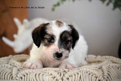 Les chiots de Jack Russell Terrier