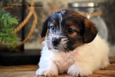 Les chiots de Jack Russell Terrier