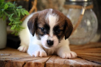 Les chiots de Jack Russell Terrier