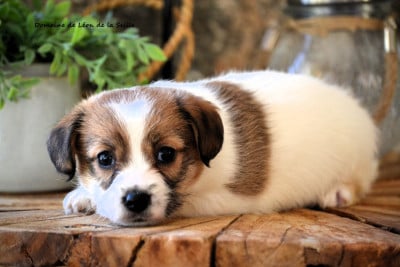 Les chiots de Jack Russell Terrier