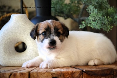 Les chiots de Jack Russell Terrier