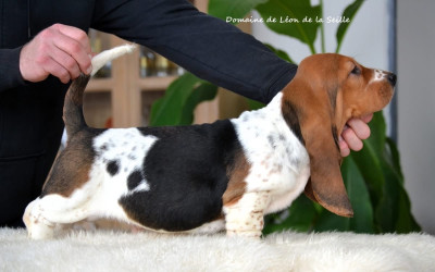 Les chiots de Basset Hound