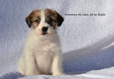Les chiots de Jack Russell Terrier