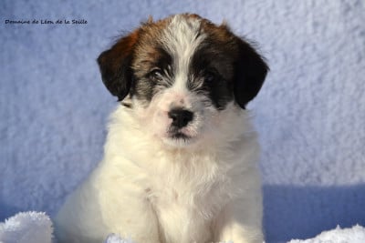 Les chiots de Jack Russell Terrier