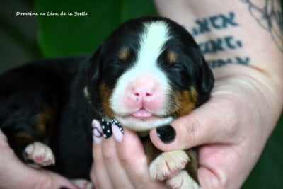 Les chiots de Bouvier Bernois