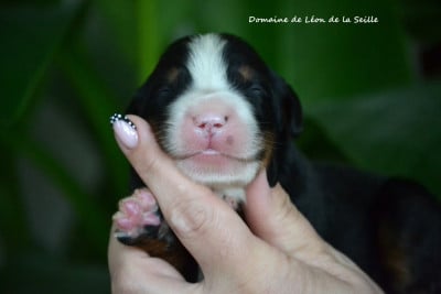 Les chiots de Bouvier Bernois