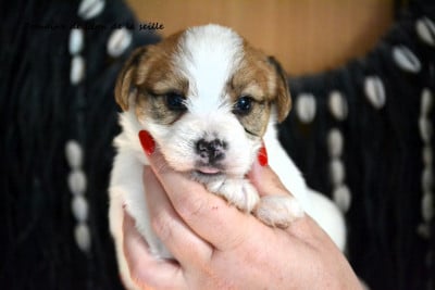 Les chiots de Jack Russell Terrier