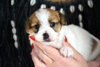 Les chiots de Jack Russell Terrier