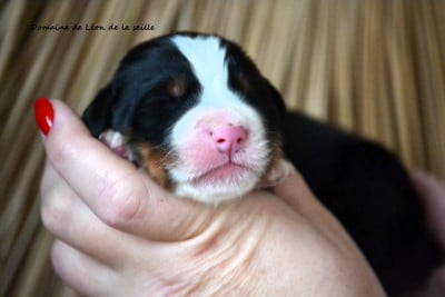 Les chiots de Bouvier Bernois