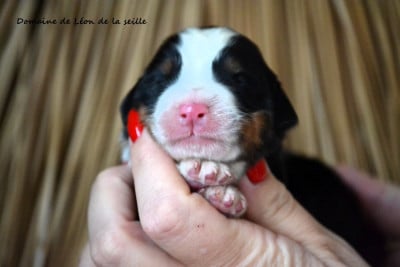 Les chiots de Bouvier Bernois