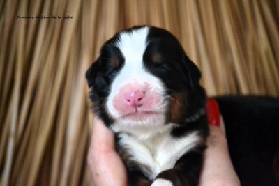 Les chiots de Bouvier Bernois