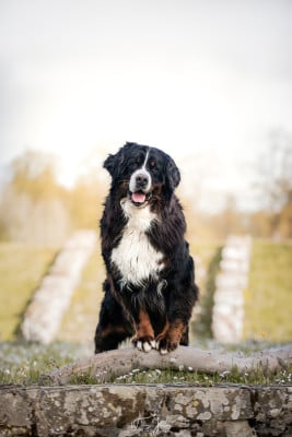 Les chiots de Bouvier Bernois