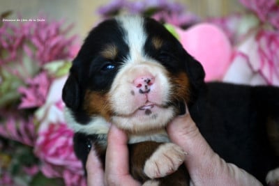 Les chiots de Bouvier Bernois