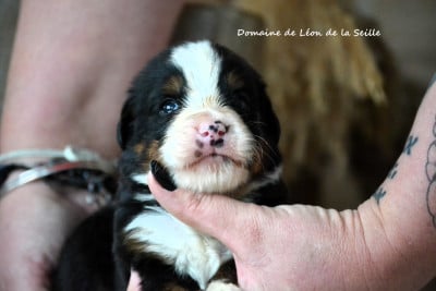 Les chiots de Bouvier Bernois