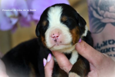 Les chiots de Bouvier Bernois