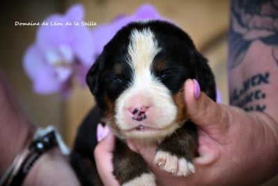 Les chiots de Bouvier Bernois
