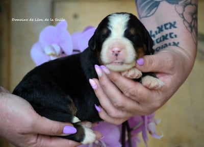 Les chiots de Bouvier Bernois