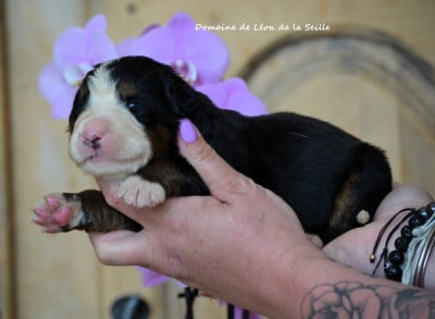 Les chiots de Bouvier Bernois