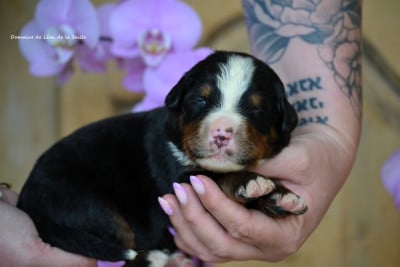 Les chiots de Bouvier Bernois