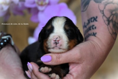 Les chiots de Bouvier Bernois