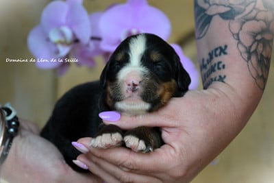 Les chiots de Bouvier Bernois