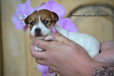 Les chiots de Jack Russell Terrier