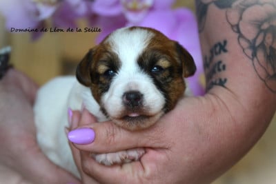Les chiots de Jack Russell Terrier