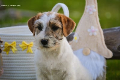 Les chiots de Jack Russell Terrier
