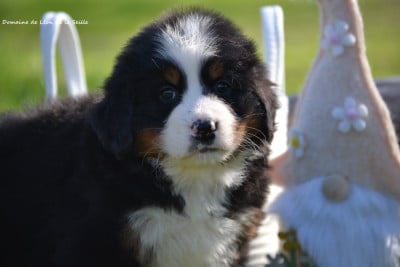 Les chiots de Bouvier Bernois