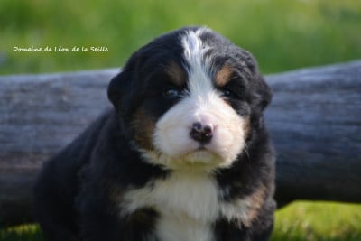Les chiots de Bouvier Bernois