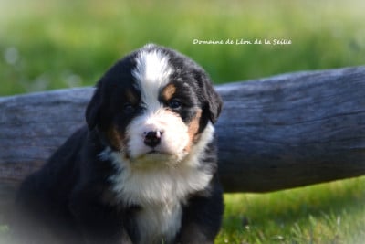 Les chiots de Bouvier Bernois