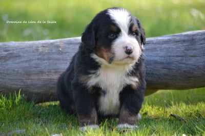 Les chiots de Bouvier Bernois